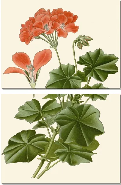 Картина Герань плющелистная (1896-1897)