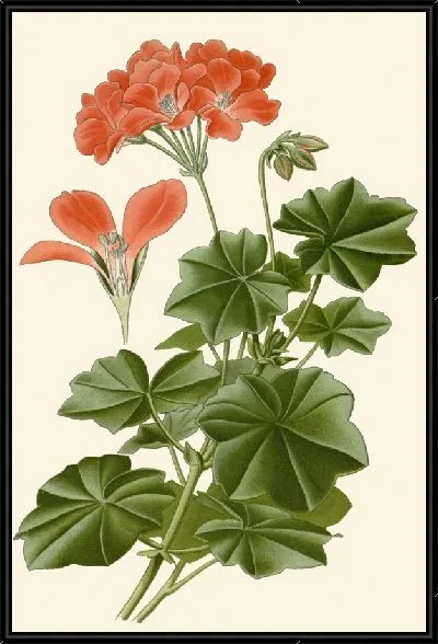 Картина Герань плющелистная (1896-1897)