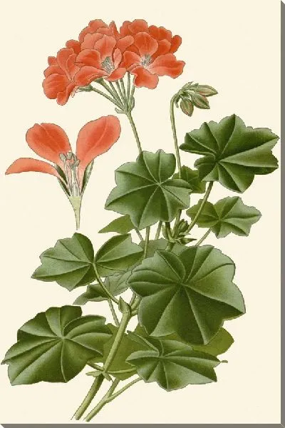 Картина Герань плющелистная (1896-1897)