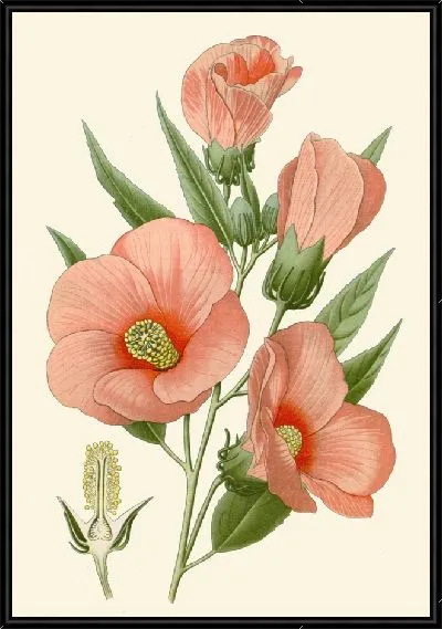 Картина Гибискус розовый (1896-1897)