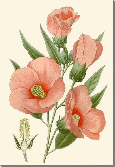 Картина Гибискус розовый (1896-1897)