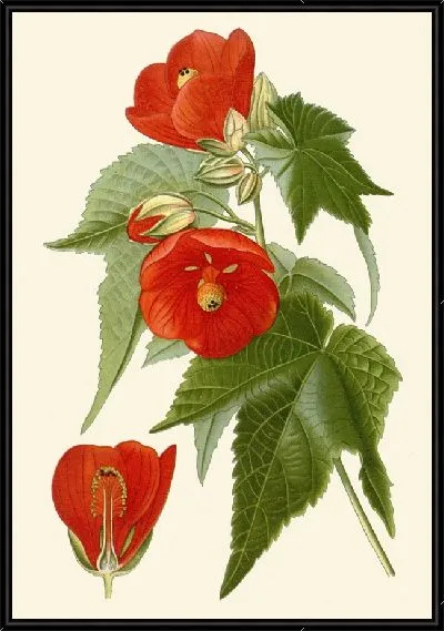 Картина Гибридный Абутилон (1896-1897)