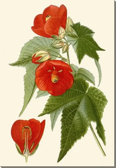 Картина Гибридный Абутилон (1896-1897)