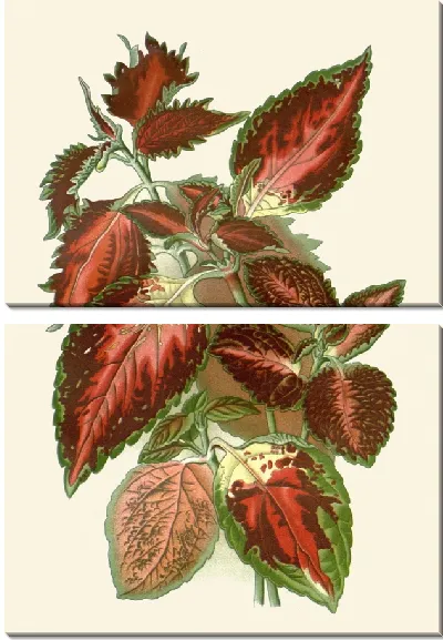 Картина Гибридный колеус (1896-1897)
