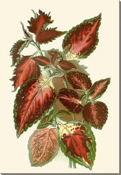 Картина Гибридный колеус (1896-1897)