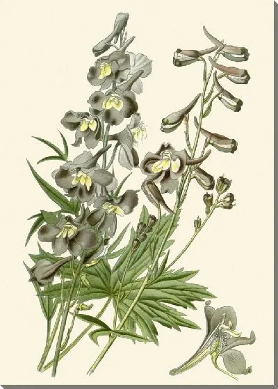 Картина Гибридный шпорник (1896-1897)