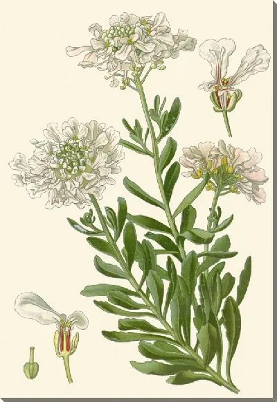 Картина Гилбралтар Кендитафт (1896–1897)