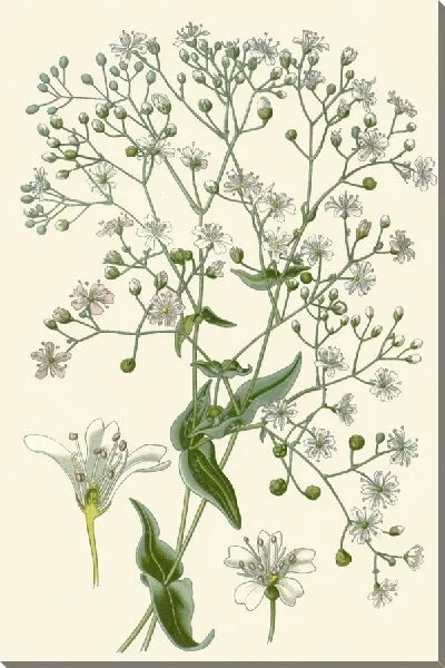 Картина Гипсофила Элеганс (1896-1897)