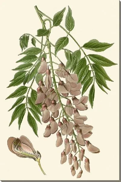 Картина Глициния китайская (1896-1897)