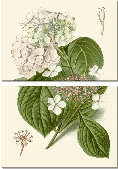 Картина Гортензия Гортензия (1896-1897)
