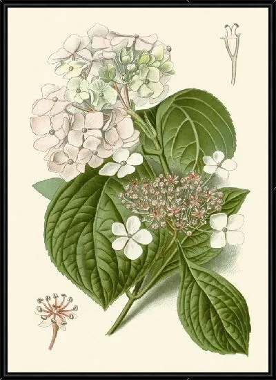 Картина Гортензия Гортензия (1896-1897)