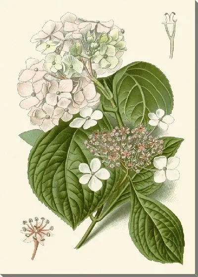 Картина Гортензия Гортензия (1896-1897)