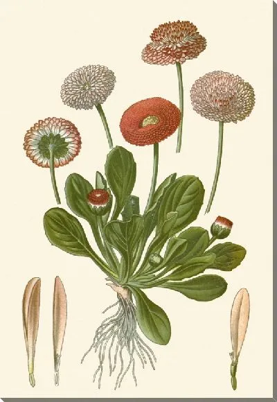 Картина Двойные маргаритки (1896-1897)