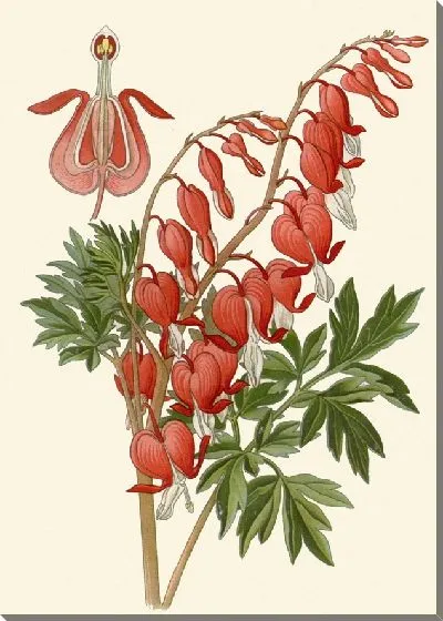 Картина Дицентра зрелища (1896-1897)