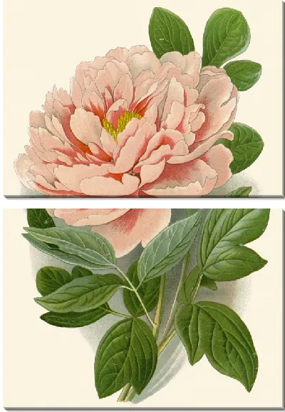 Картина Древовидный пион (1896-1897)