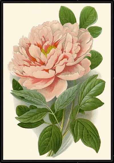 Картина Древовидный пион (1896-1897)