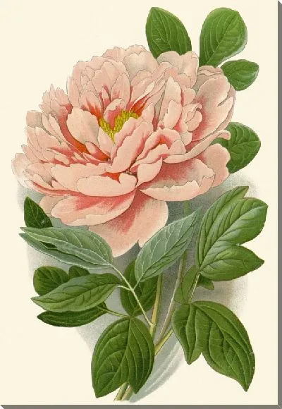 Картина Древовидный пион (1896-1897)