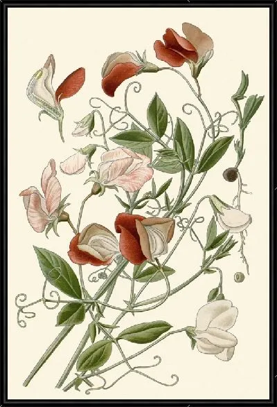 Картина Душистый горошек (1896-1897)