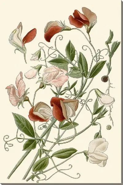 Картина Душистый горошек (1896-1897)