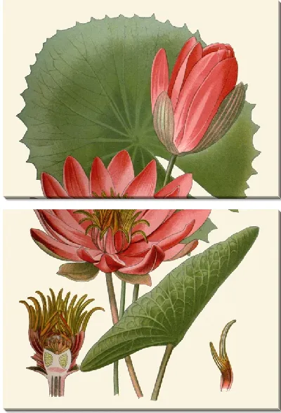 Картина Египетская водяная лилия (1896-1897)