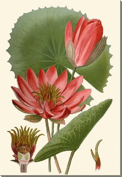 Картина Египетская водяная лилия (1896-1897)