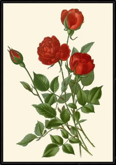 Картина Ежемесячная роза (1896-1897)