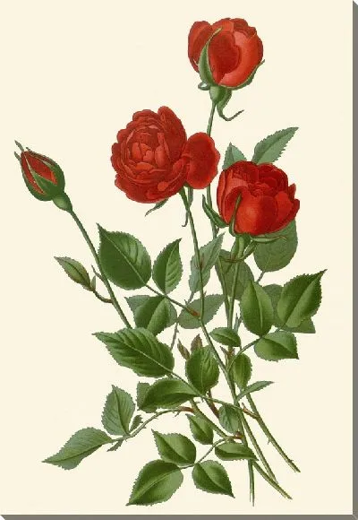 Картина Ежемесячная роза (1896-1897)