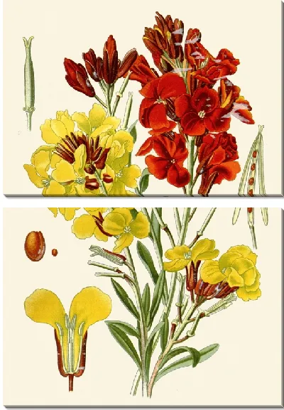 Картина Желтофиоль (1896-1897)