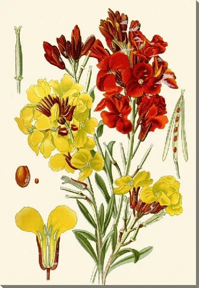 Картина Желтофиоль (1896-1897)