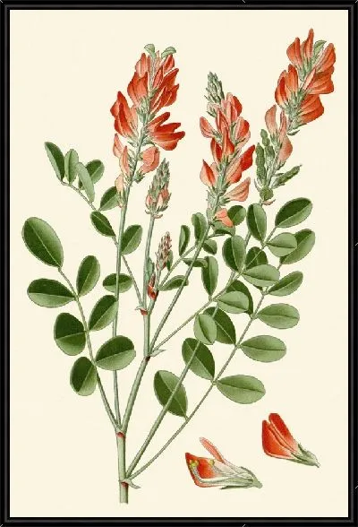 Картина Жимолость французская (1896-1897)