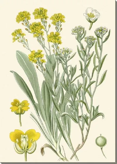 Картина Золотая пыльца, алиссум сладкий (1896-1897)