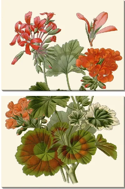 Картина Зональная герань (1896-1897)