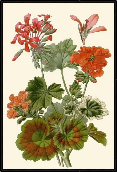 Картина Зональная герань (1896-1897)