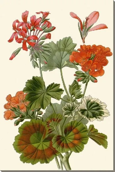 Картина Зональная герань (1896-1897)