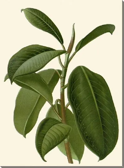 Картина Индия-Каучуковый завод (1896-1897)