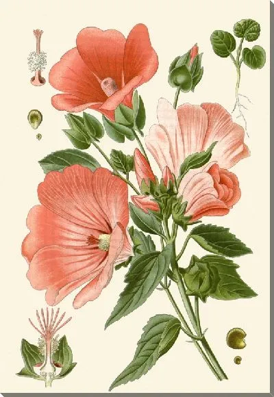 Картина Испанская лаватера, крупноцветковая малапа (1896-1897)