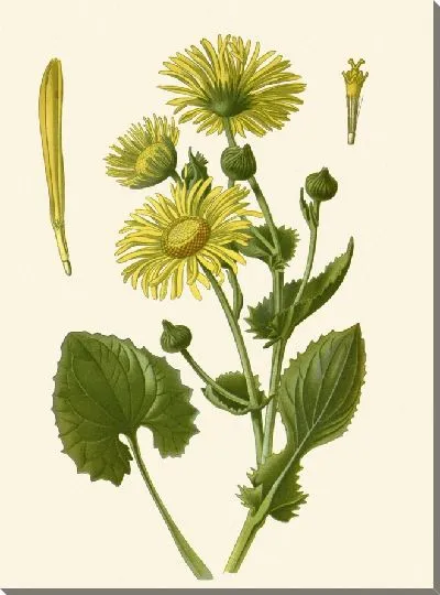 Картина Кавказский леопард-бан (1896-1897)