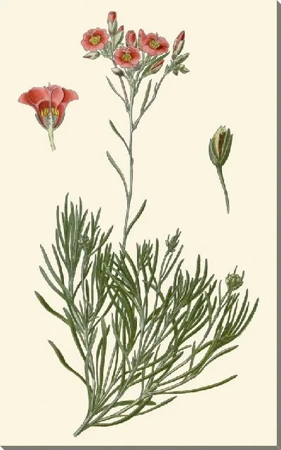 Картина Каландриния зонтическая (1896-1897)