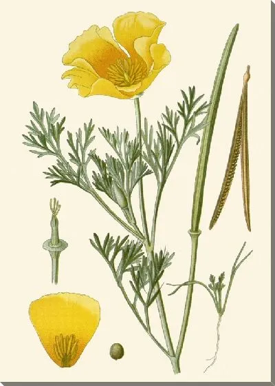 Картина Калифорнийский мак (1896-1897)