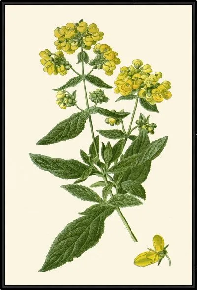 Картина Кальцеолярия Ругоза (1896-1897)