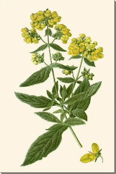 Картина Кальцеолярия Ругоза (1896-1897)