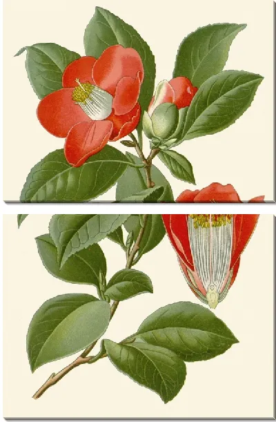 Картина Камелия (1896-1897)
