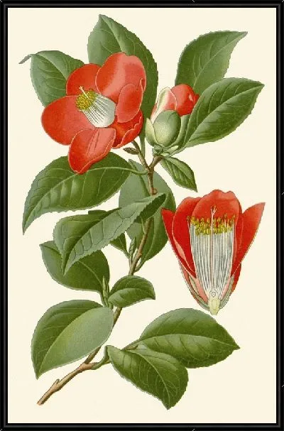 Картина Камелия (1896-1897)