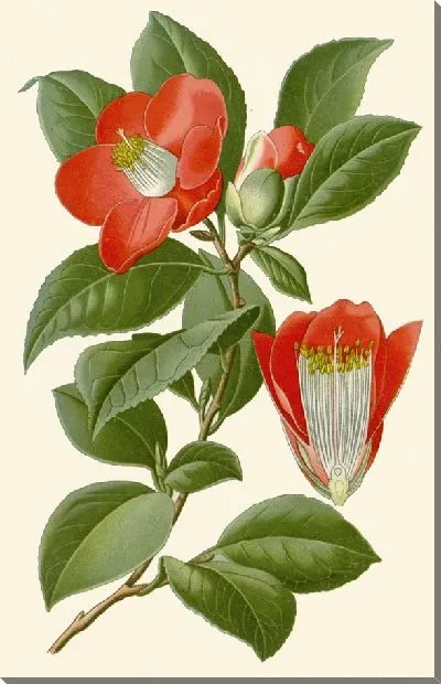 Картина Камелия (1896-1897)