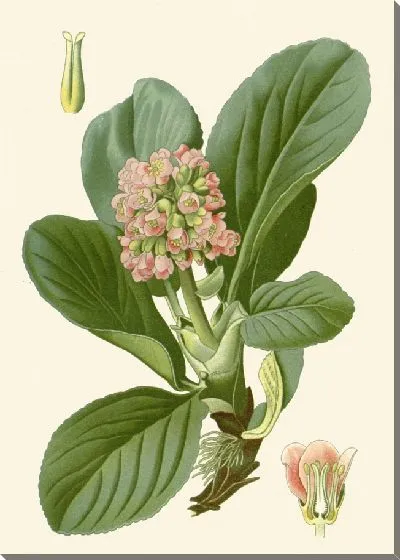 Картина Камнеломка толстолистная (1896-1897)