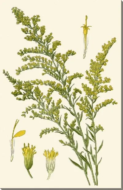 Картина Канадский золотой стержень (1896-1897)