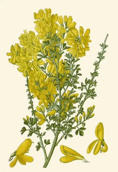 Картина Канарейка Брум (1896-1897)
