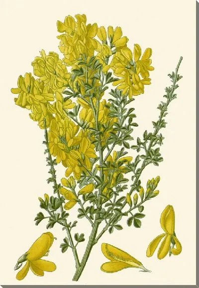 Картина Канарейка Брум (1896-1897)