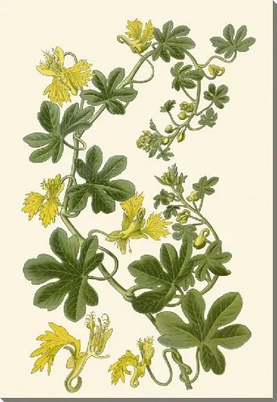 Картина Канарский полун (1896-1897)