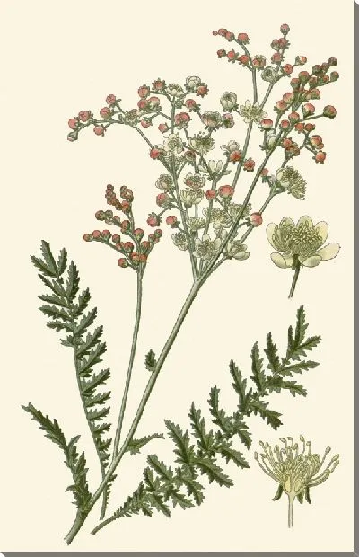 Картина Капельница (1896-1897)